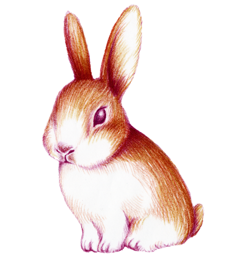 Transparent Rabbit Watercolor Painting Computer Graphics Hare Whiskers for Easter