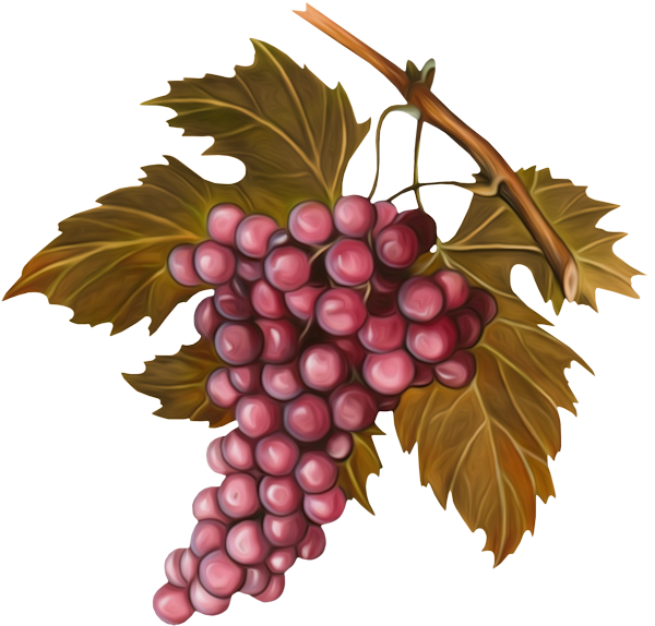 Transparent Grape Grape Seed Oil Pit Grape Leaves for Thanksgiving