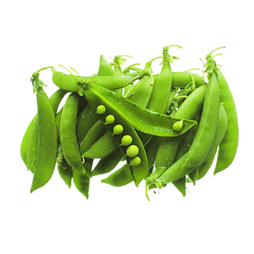 Transparent Snow Pea Vegetable Bean Superfood Plant for Thanksgiving