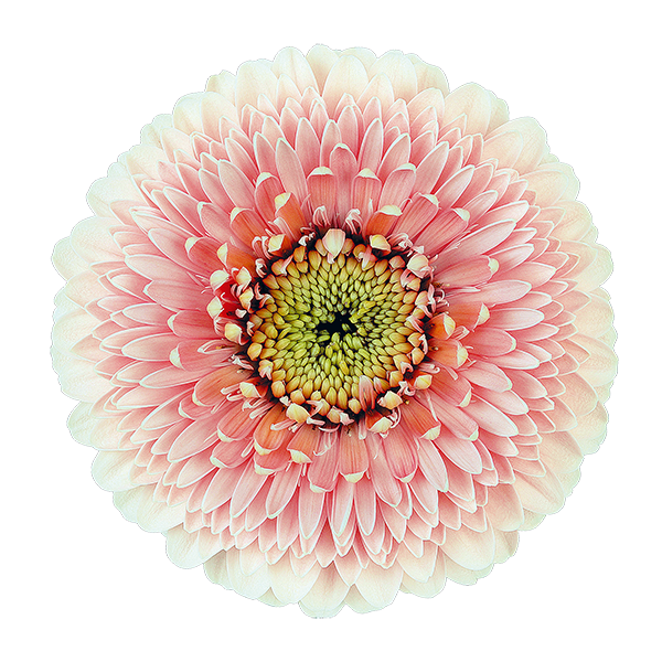 Transparent Transvaal Daisy Cut Flowers Chrysanthemum Flower Gerbera for Easter