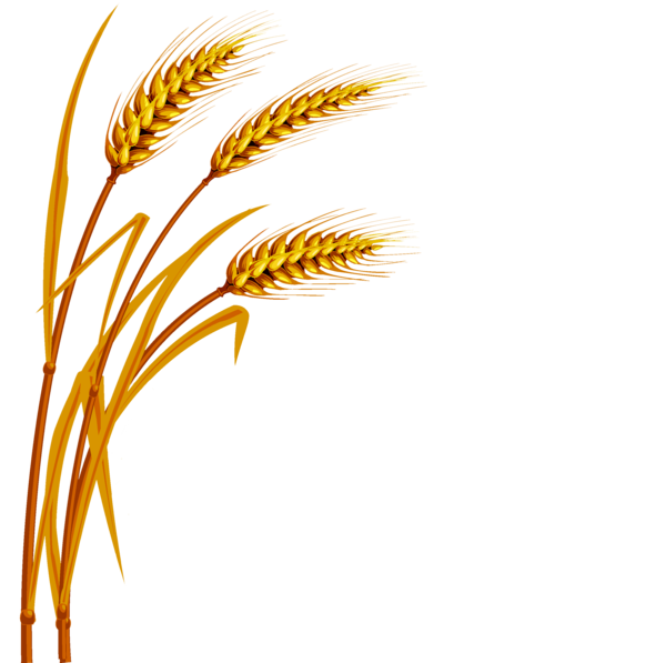 Transparent Wheat Ear Agriculture Grass Family Commodity for Thanksgiving