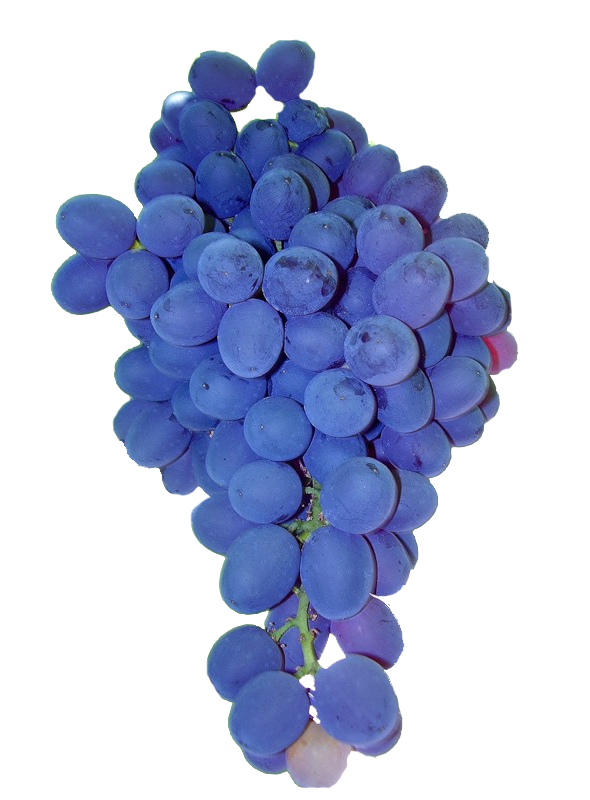 Transparent Grape Common Grape Vine Fruit Blue for Thanksgiving