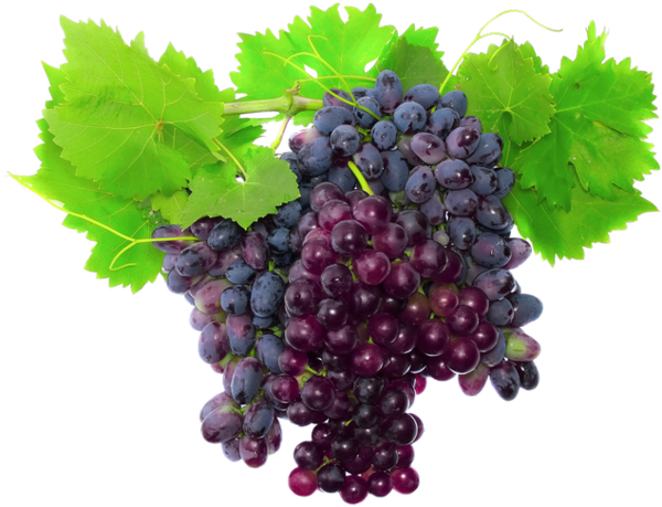 Transparent Muscat Grape Wine Fruit for Thanksgiving