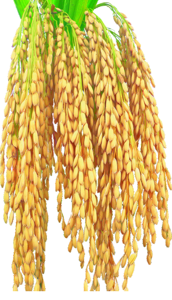 Transparent Rice Cereal Harvest Maize Grass Family for Thanksgiving