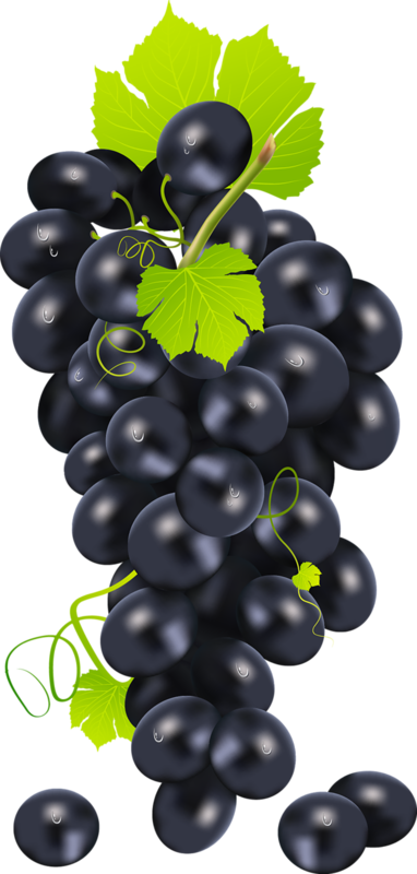 Transparent Common Grape Vine Grape Table Grape Seedless Fruit Grape Seed Extract for Thanksgiving