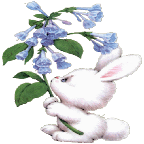 Transparent Blog Rabbit Social Networking Service Flower for Easter