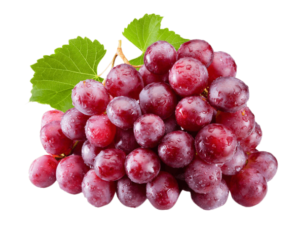 Transparent Common Grape Vine Red Wine Grape Natural Foods for Thanksgiving