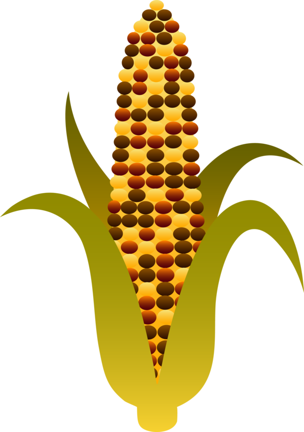 Transparent Corn On The Cob Maize Sweet Corn Food Plant for Thanksgiving
