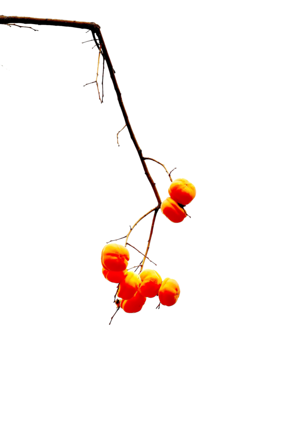 Transparent Persimmon Fruit Autumn Branch for Thanksgiving
