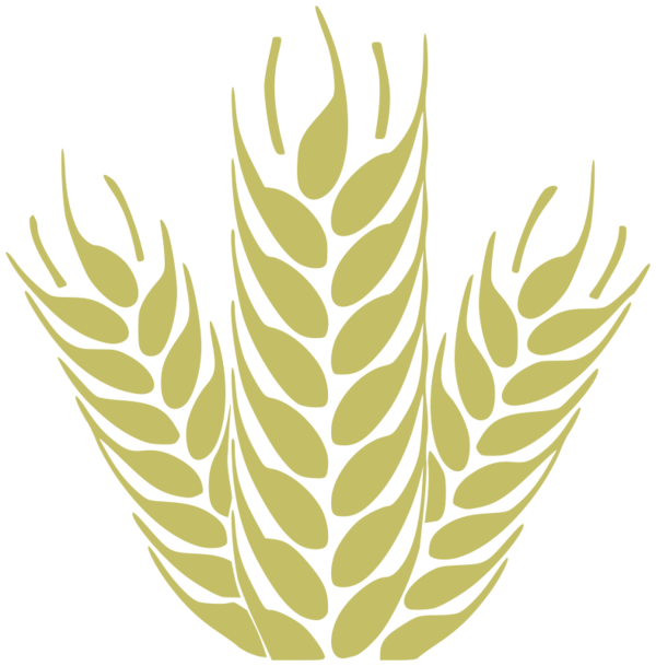 Transparent Beer Grain Wheat Plant Leaf for Thanksgiving