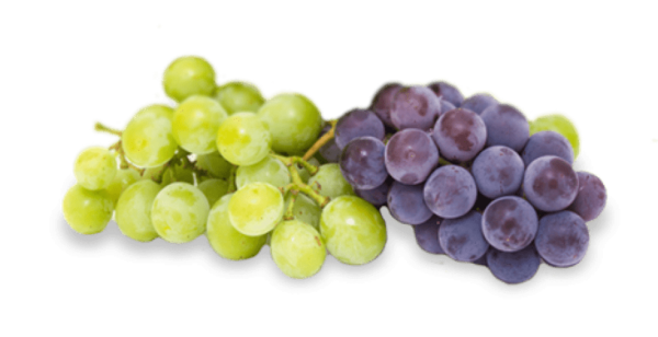 Transparent Common Grape Vine Wine Red Wine Grape Fruit for Thanksgiving