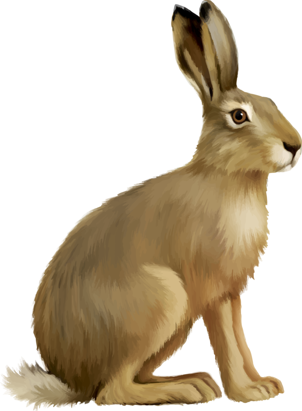 Transparent European Hare Easter Bunny Rabbit Wildlife Hare for Easter