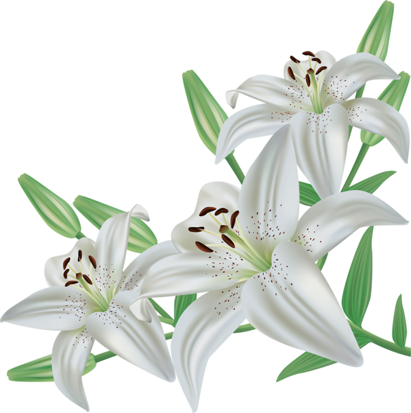 Transparent Easter Lily Madonna Lily Easter Flower Lily for Easter