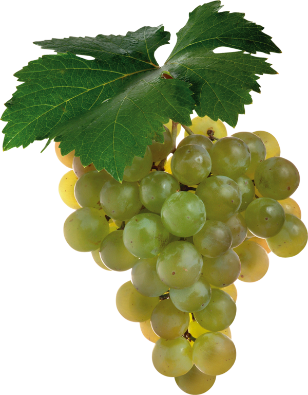 Transparent Shiraz Cabernet Sauvignon Sauvignon Blanc Seedless Fruit Grape Seed Extract for Thanksgiving