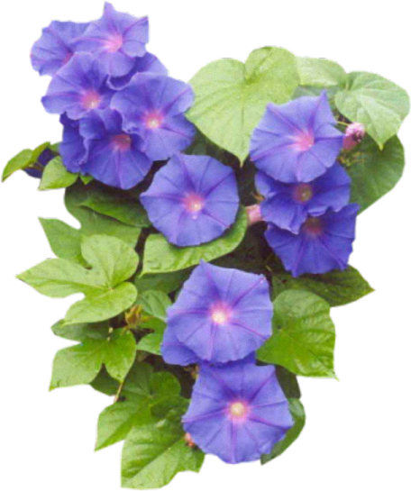 Transparent Easter Flower Gd Graphics Library Blue Plant for Easter