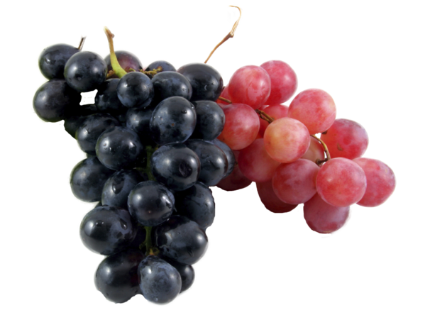 Transparent Wine Common Grape Vine Grape Seedless Fruit Grape Seed Extract for Thanksgiving