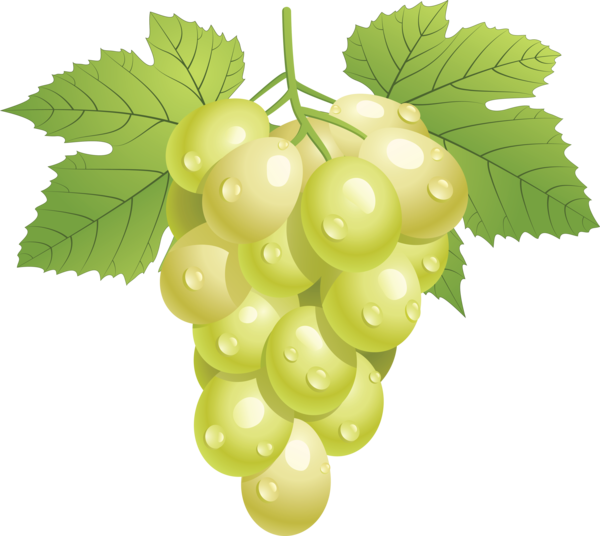 Transparent Grape Grapevines Grape Leaves Seedless Fruit Grape Seed Extract for Thanksgiving