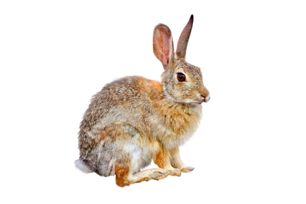 Transparent European Hare European Rabbit Easter Bunny Rabbit Hare for Easter