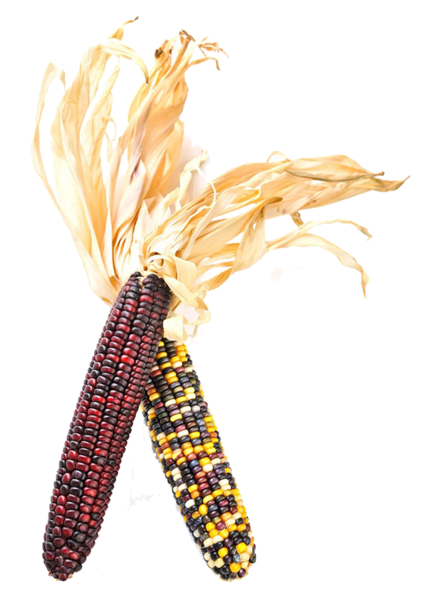 Transparent Flint Corn Corn On The Cob Corncob Yellow for Thanksgiving