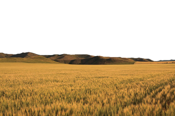 Transparent Gold Computer Graphics Yellow Grass Family Wheat for Thanksgiving