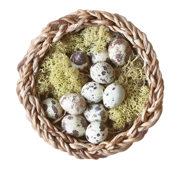 Transparent Egg Quail Eggs Nest for Easter