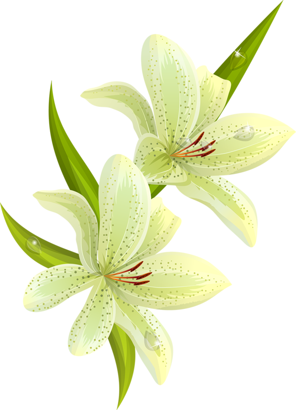 Transparent Easter Lily Lilium Candidum Tiger Lily Plant Flower for Easter