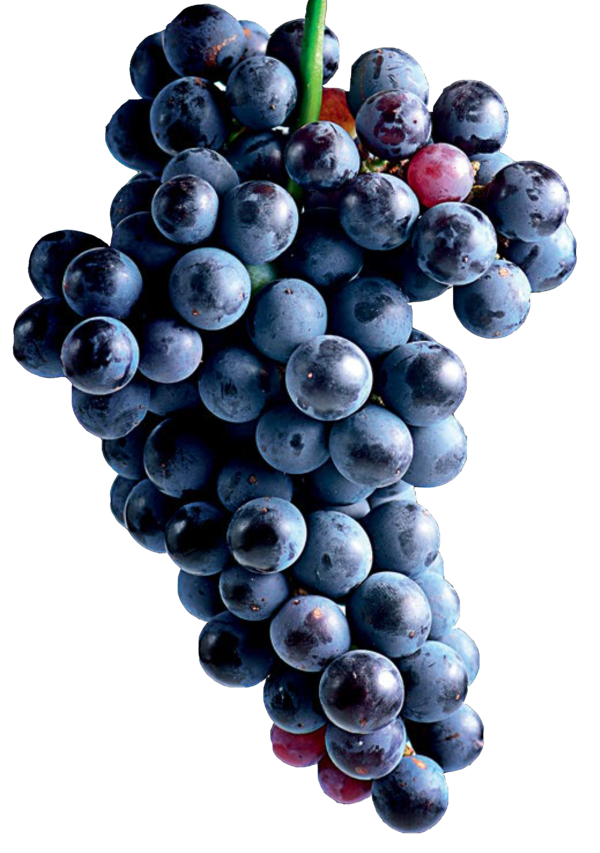 Transparent Grape Zante Currant Seedless Fruit Fruit for Thanksgiving