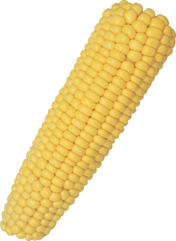 Transparent Corn On The Cob Flint Corn Corncob Maize Side Dish for Thanksgiving
