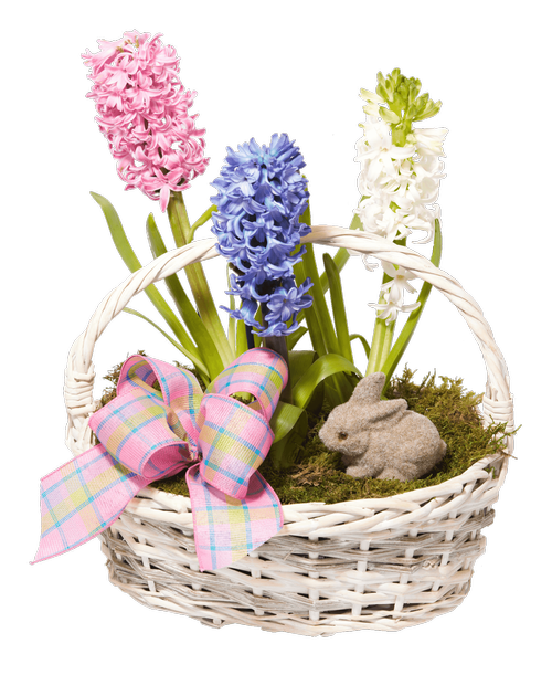 Transparent Hyacinth Food Gift Baskets Cut Flowers Flower Flowerpot for Easter