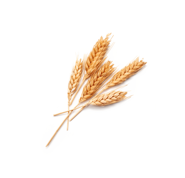 Transparent Common Wheat Ear Food Food Grain Grass Family for Thanksgiving