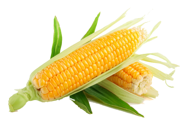 Transparent Maize Sweet Corn Harvest Side Dish for Thanksgiving