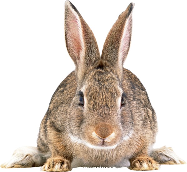 Transparent Easter Bunny Hare European Rabbit Wildlife Fur for Easter
