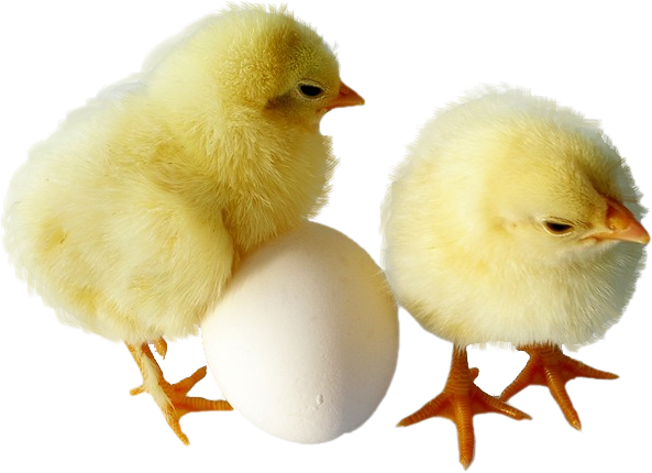Transparent Chicken Kifaranga Egg Poultry for Easter