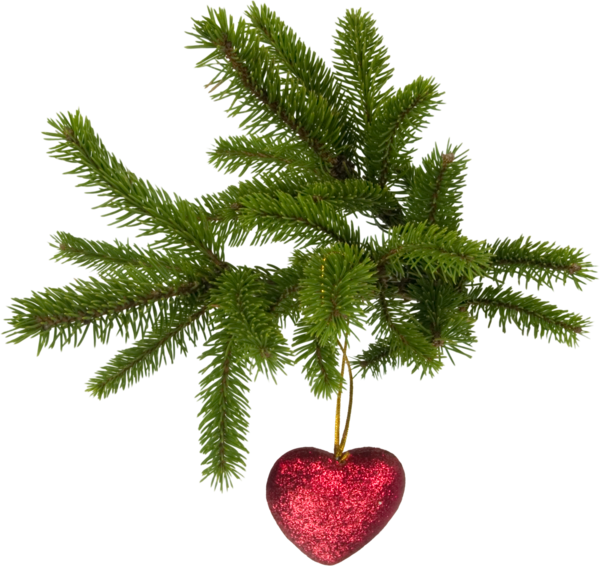 Transparent Noble Fir Christmas Christmas Tree Fir Pine Family for Christmas