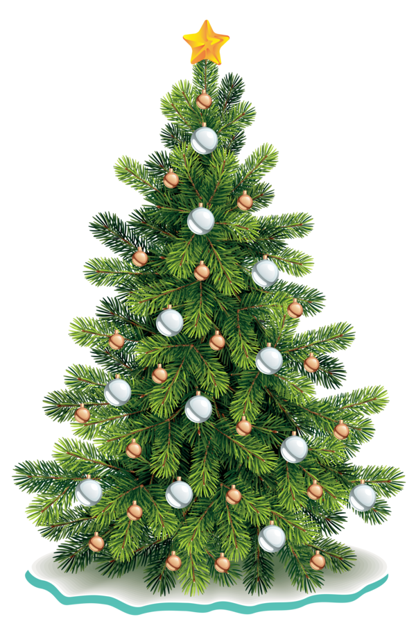Transparent Noble Fir Christmas Tree Christmas Fir Pine Family for Christmas