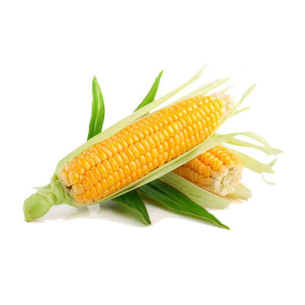 Transparent Maize Vegetable Sweet Corn Side Dish for Thanksgiving