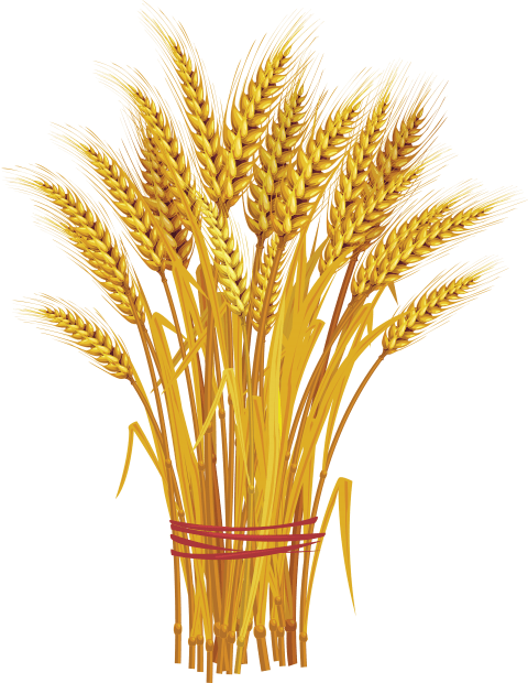 Transparent Wheat Ear Cereal Food Grain Grass Family for Thanksgiving