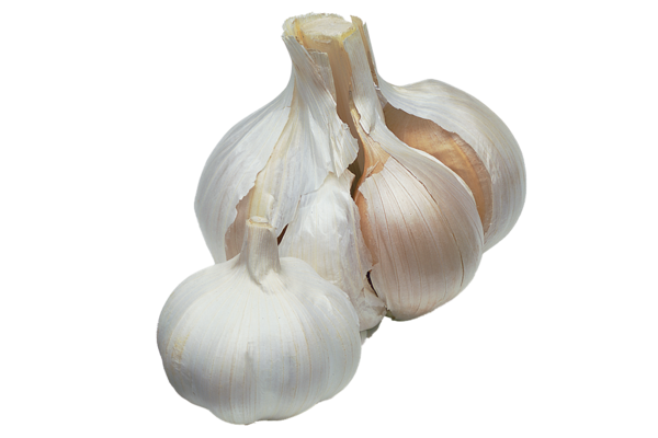 Transparent Elephant Garlic Garlic Onion Vegetable for Thanksgiving