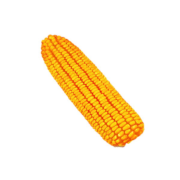 Transparent Corn On The Cob Maize Caryopsis Vegetarian Food for Thanksgiving
