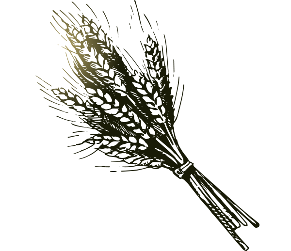 Transparent Bakery Wheat Drawing Line Feather for Thanksgiving