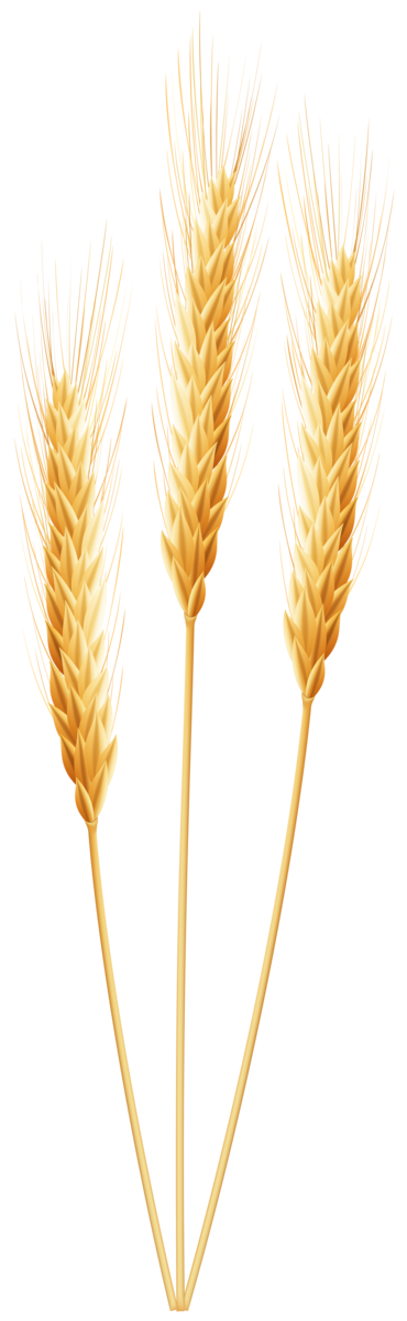 Transparent Wheat Grain Cereal Grass Family Whole Grain for Thanksgiving
