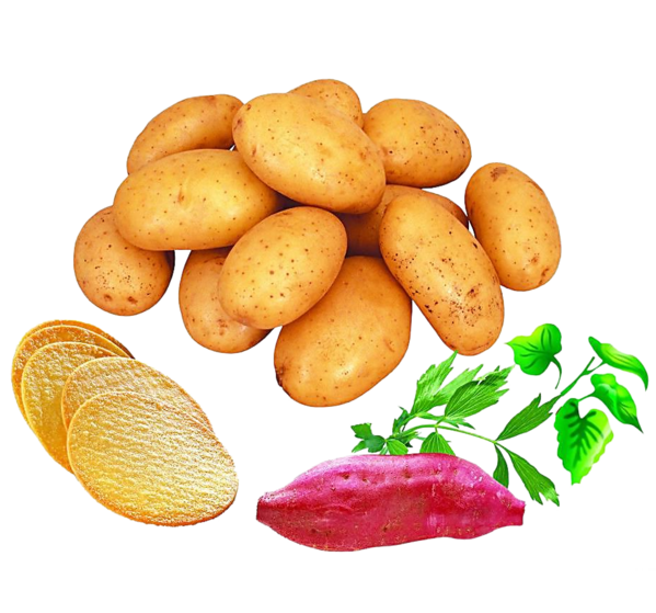 Transparent Potato Potato Harvester Sweet Potato Food for Thanksgiving