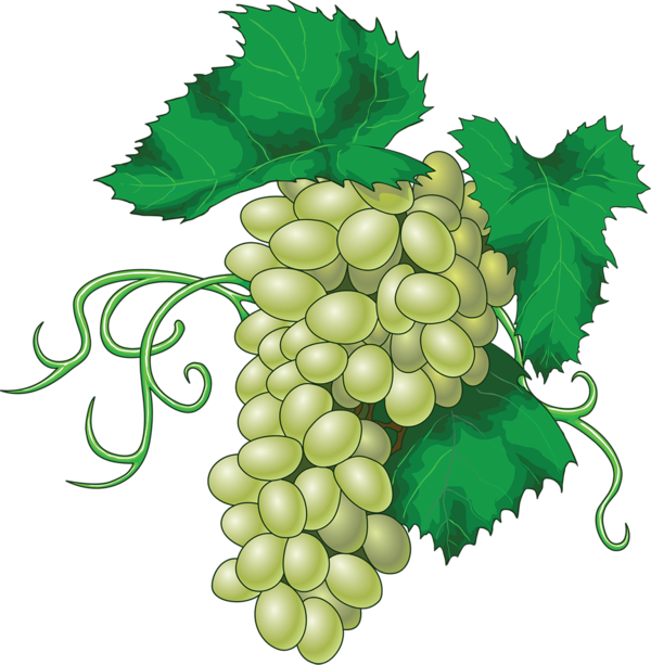 Transparent Wine Grape Juice Seedless Fruit Plant for Thanksgiving