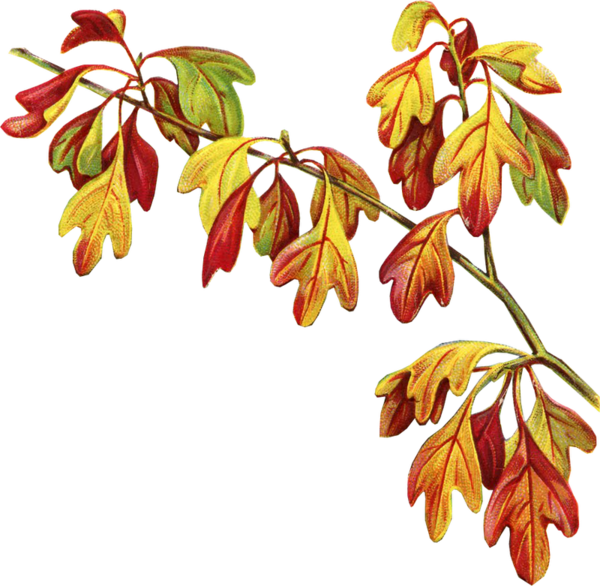 Transparent Victorian Era Autumn Bokmärke Flower Leaf for Thanksgiving