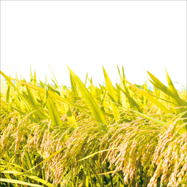 Transparent Rice Paddy Field Wheat Grass Family Meadow for Thanksgiving