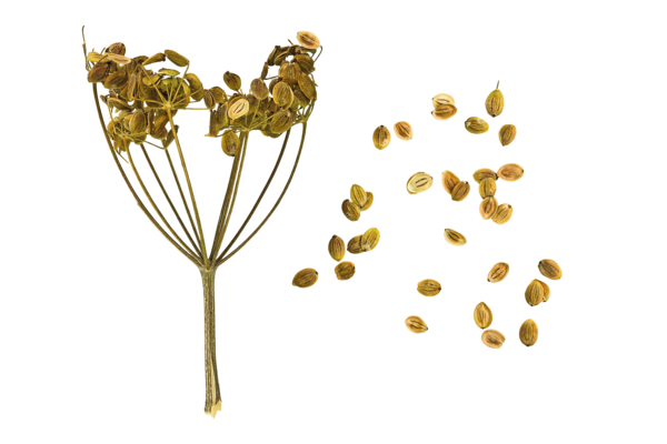 Transparent Parsnip Carrot Seed Heart Flower for Thanksgiving