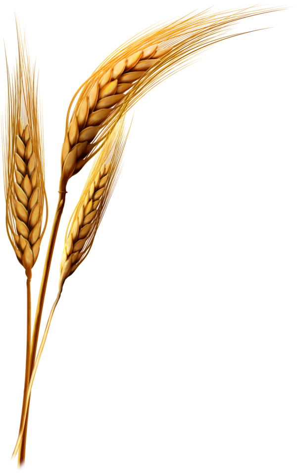 Transparent Emmer Einkorn Wheat Durum Grass Family Wheat for Thanksgiving