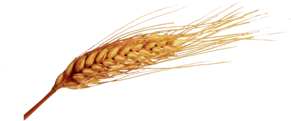 Transparent Emmer Ear Common Wheat Grass Family Whole Grain for Thanksgiving