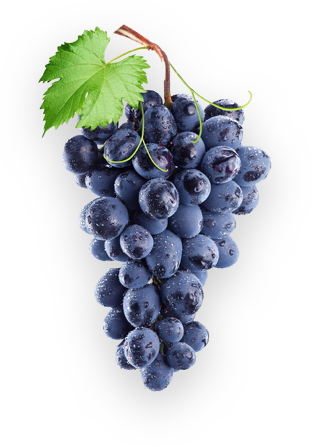 Transparent Common Grape Vine Concord Grape Wine Grape Fruit for Thanksgiving