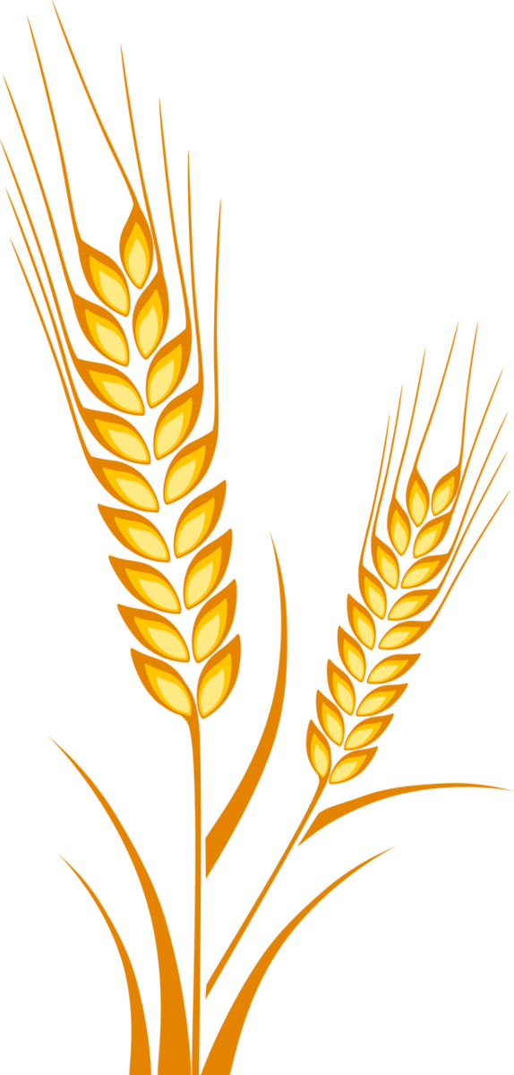 Transparent Ear Wheat Drawing Line Art Plant for Thanksgiving